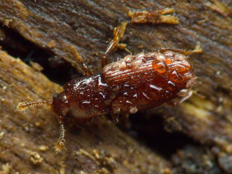 Cerylon ferrugineum Stephens, 1830